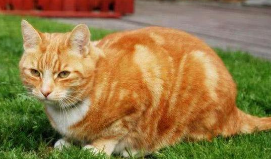 养多大的猫比较好?看完你就知道了 养多大的猫比较好?看完你就知道了