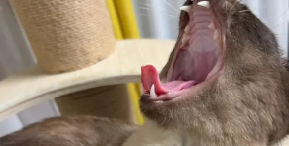 猫口臭怎么办?治疗技巧如下 猫口臭怎么办?治疗技巧如下