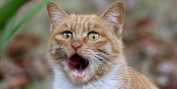 猫口臭怎么办?治疗技巧如下 猫口臭怎么办?治疗技巧如下