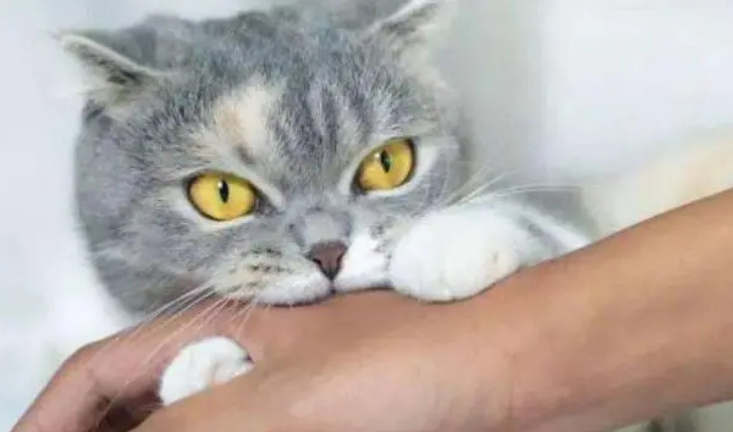 猫咪不见了预示着什么?主人要重视 猫咪不见了预示着什么?主人要重视