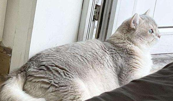 猫咪不见了预示着什么?主人要重视 猫咪不见了预示着什么?主人要重视