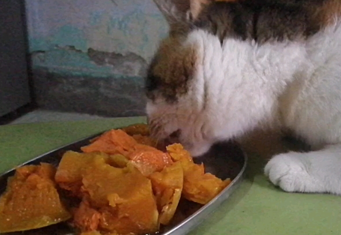 猫知识:猫能吃南瓜吗蒸熟的? 猫知识:猫能吃南瓜吗蒸熟的?
