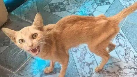 不知道猫瘦怎么办？主人来这瞧瞧