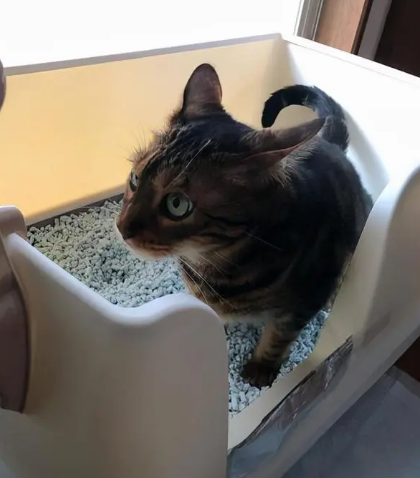 猫“爱玩”猫砂怎么办,原因有许多,细思恐极! 猫“爱玩”猫砂怎么办,原因有许多,细思恐极!