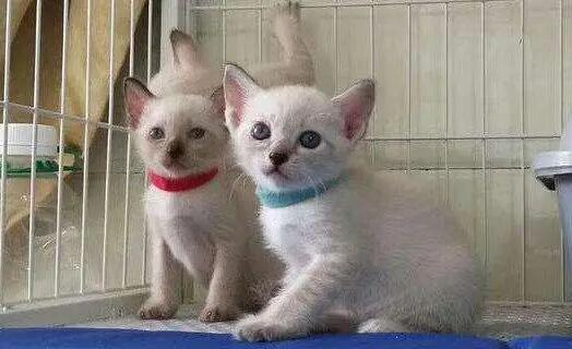 不知道麒麟尾和折尾的差异在哪?看这儿! 不知道麒麟尾和折尾的差异在哪?看这儿!