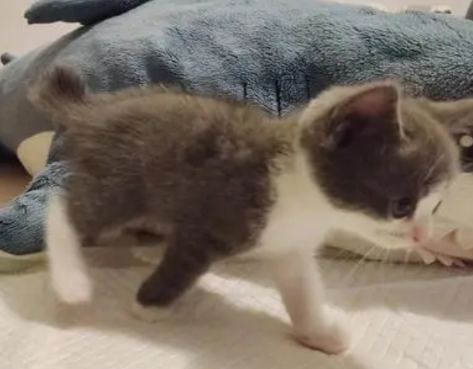 不知道麒麟尾和折尾的差异在哪?看这儿! 不知道麒麟尾和折尾的差异在哪?看这儿!