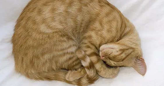 猫咪睡觉为什么把身体卷成团?原因是这样... 猫咪睡觉为什么把身体卷成团?原因是这样...