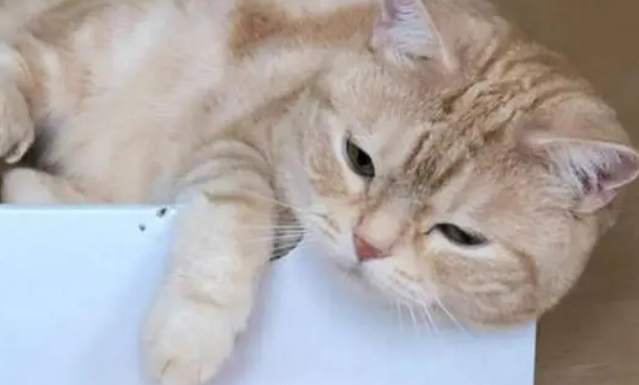 怎么判别猫藓快好了?不用过于忧虑 怎么判别猫藓快好了?不用过于忧虑