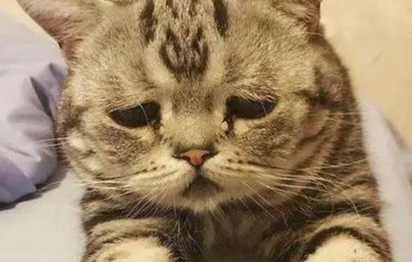 怎么判别猫藓快好了?不用过于忧虑 怎么判别猫藓快好了?不用过于忧虑