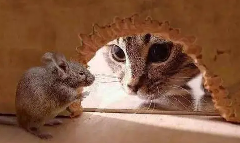 宠物猫能吓走老鼠吗?铲屎官来了解一下吧 宠物猫能吓走老鼠吗?铲屎官来了解一下吧