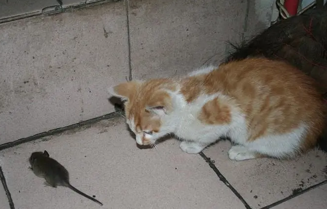 宠物猫能吓走老鼠吗?铲屎官来了解一下吧 宠物猫能吓走老鼠吗?铲屎官来了解一下吧