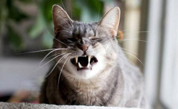 小猫呼吸声霹雷霹雷的是什么原因?两点需留意 小猫呼吸声霹雷霹雷的是什么原因?两点需留意