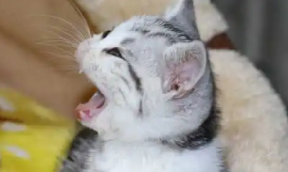 小猫呼吸声霹雷霹雷的是什么原因?小猫呼吸声霹雷霹雷的是什么原因?两点需留意 小猫呼吸声霹雷霹雷的是什么原因?小猫呼吸声霹雷霹雷的是什么原因?两点需留意