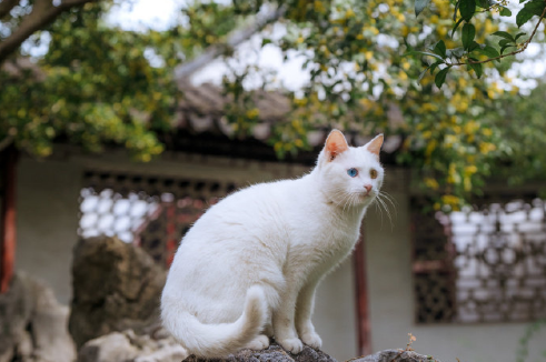 桂花对猫咪有影响吗?尽量不要在家栽培 桂花对猫咪有影响吗?尽量不要在家栽培