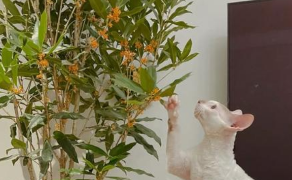 桂花对猫咪有影响吗?尽量不要在家栽培 桂花对猫咪有影响吗?尽量不要在家栽培