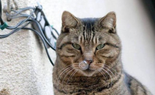 主人要注意,猫咪一向流鼻涕是什么原因? 主人要注意,猫咪一向流鼻涕是什么原因?