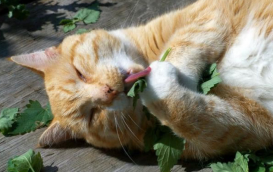 猫咪吃了猫薄荷反响是咋样的? 猫咪吃了猫薄荷反响是咋样的?