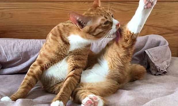 了解一下猫一直在舔一个部位是为什么? 了解一下猫一直在舔一个部位是为什么?