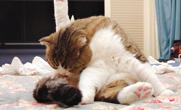 了解一下猫一直在舔一个部位是为什么? 了解一下猫一直在舔一个部位是为什么?