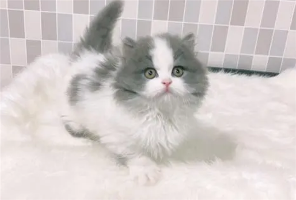 蓝白拿破仑是什么猫?居然如此优异! 蓝白拿破仑是什么猫?居然如此优异!