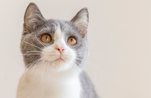 蓝白拿破仑是什么猫?居然如此优异! 蓝白拿破仑是什么猫?居然如此优异!