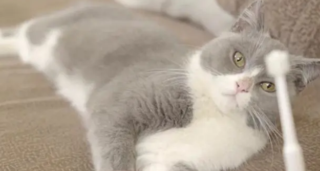 怎样帮猫咪刷牙?办法如下 怎样帮猫咪刷牙?办法如下