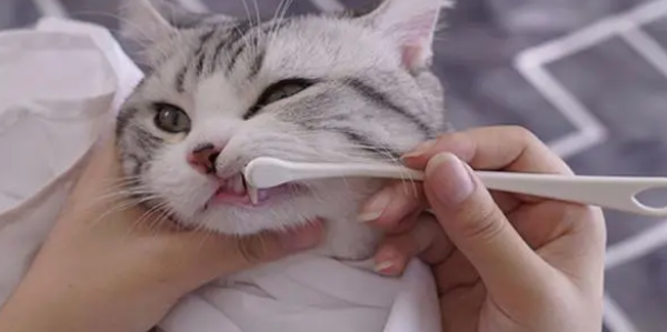 怎样帮猫咪刷牙?办法如下 怎样帮猫咪刷牙?办法如下