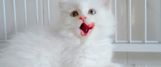 高地是什么种类的猫？想知道的都来看看