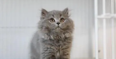 高地是什么种类的猫？想知道的都来看看