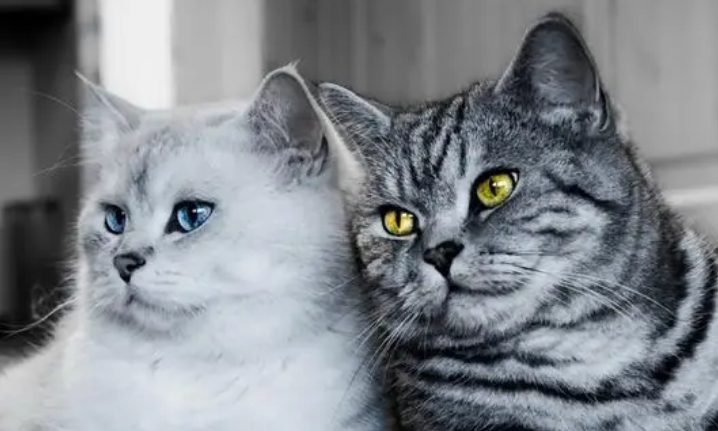 怎么让两只猫接近?铲屎官来学习一下 怎么让两只猫接近?铲屎官来学习一下