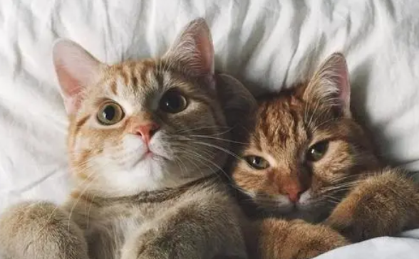 怎么让两只猫接近?铲屎官来学习一下 怎么让两只猫接近?铲屎官来学习一下