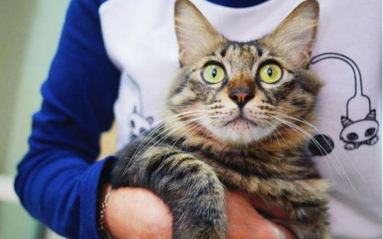 怎么判别猫是不是智障?购买前可学习! 怎么判别猫是不是智障?购买前可学习!