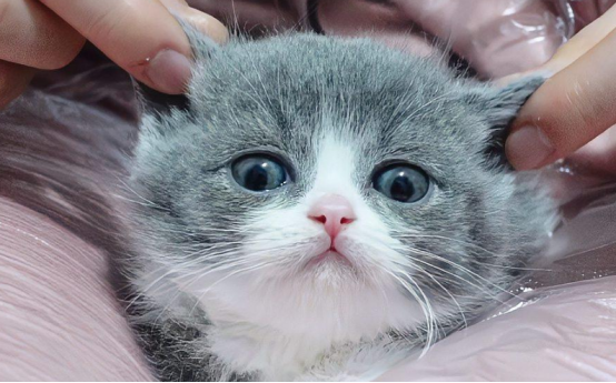 怎么判别猫是不是智障?购买前可学习! 怎么判别猫是不是智障?购买前可学习!