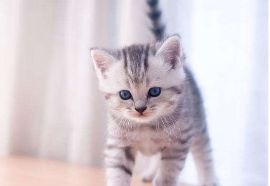 曼基康是英短么?答案竟是这个...... 曼基康是英短么?答案竟是这个......