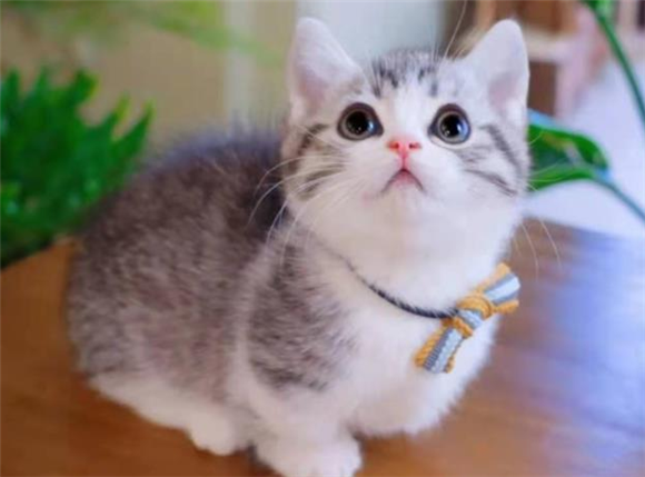 曼基康是英短么?答案竟是这个...... 曼基康是英短么?答案竟是这个......