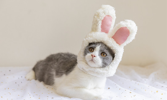 猫为什么要五粉?你真的知道吗? 猫为什么要五粉?你真的知道吗?