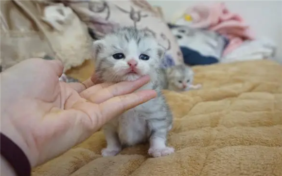 猫为什么要五粉?你真的知道吗? 猫为什么要五粉?你真的知道吗?