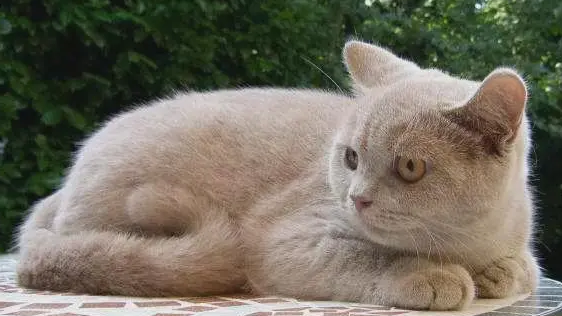 为什猫咪色彩不相同么？来看看吧