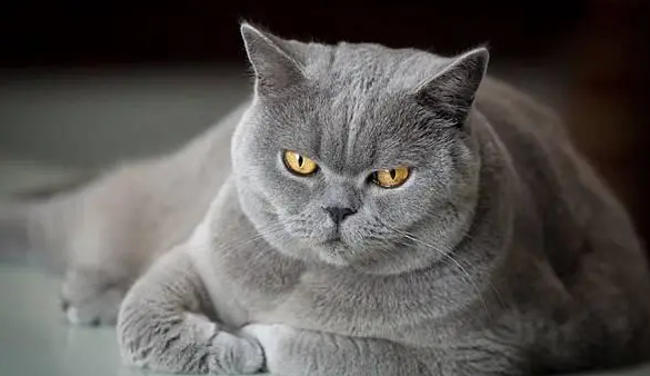 为什猫咪色彩不相同么？来看看吧