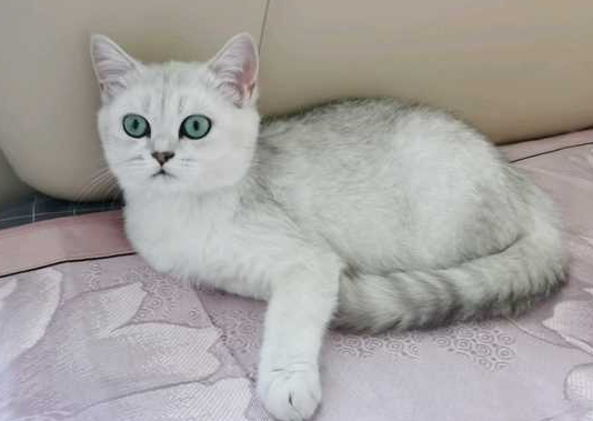 银渐层和银点能生出银点吗？来了解下吧