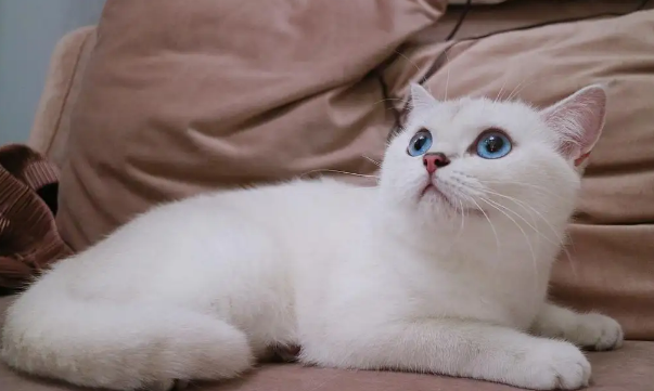 银渐层和银点能生出银点吗？来了解下吧