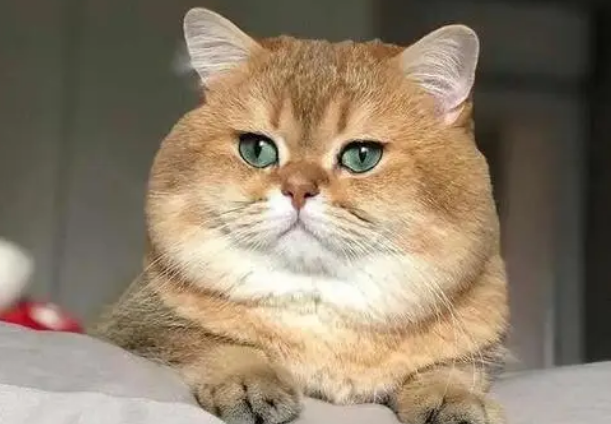 金渐层怎么辨别？主人能够学习下