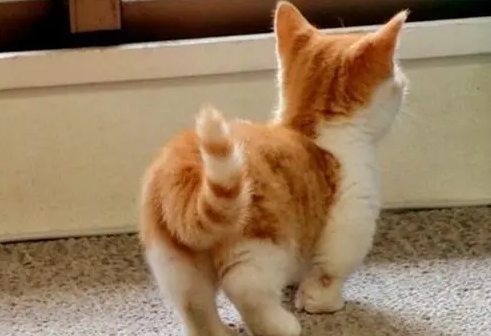 猫咪被拽尾巴会怎么样？铲屎官要了解的常识