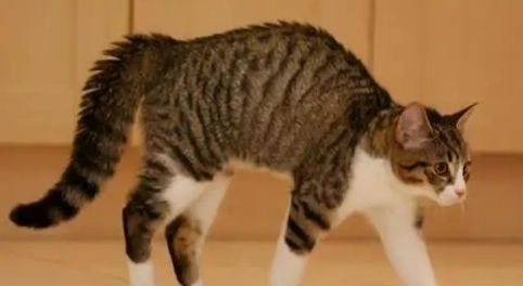 猫咪被拽尾巴会怎么样？铲屎官要了解的常识