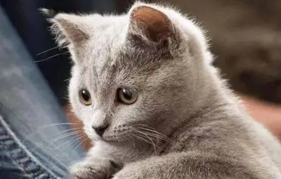 猫的智商能有几岁？来了解下吧