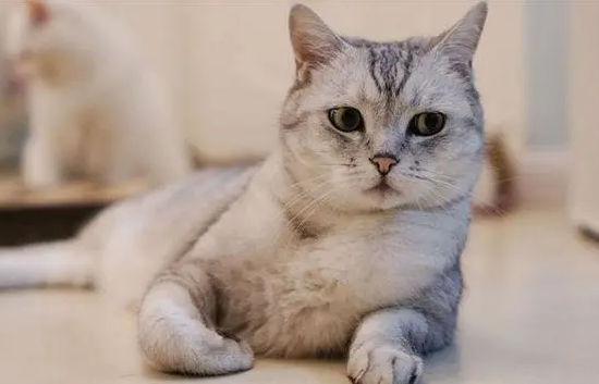 猫的智商能有几岁？来了解下吧