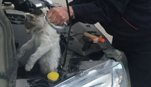 猫钻进引擎盖的结果？铲屎官要来看看