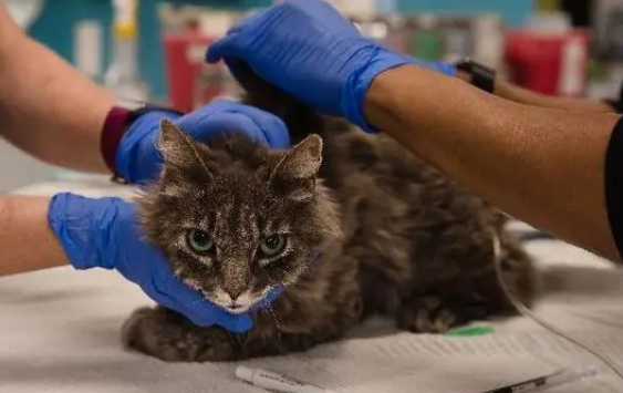 猫冠状病毒怎样医治？铲屎官来了解下吧
