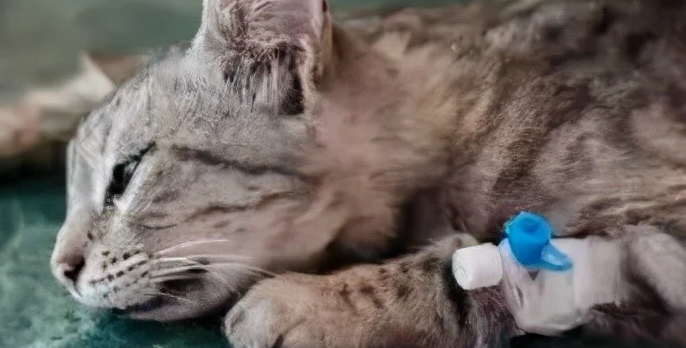 猫冠状病毒能够自愈吗？来看看吧