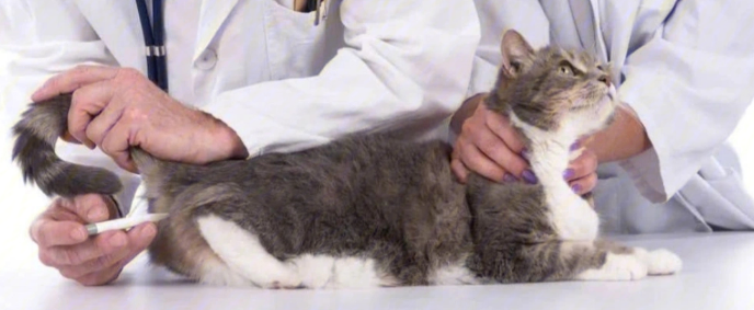猫冠状病毒能够自愈吗？来看看吧